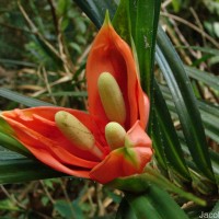 Freycinetia walkeri Solms
